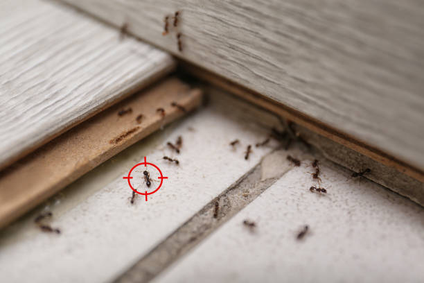 Best Flea Control Services  in Inola, OK