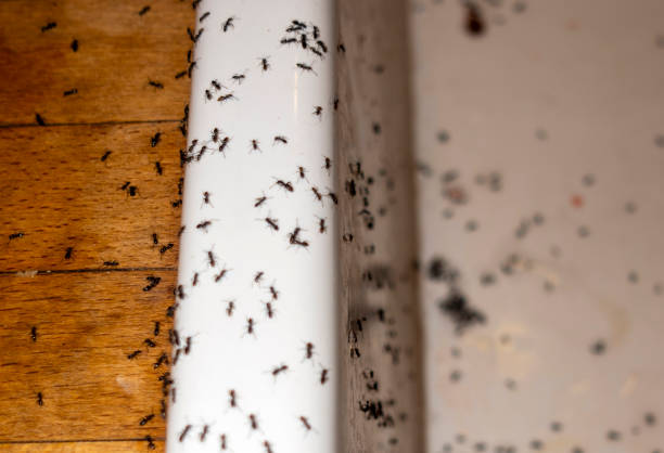 Best Insect Control  in Inola, OK